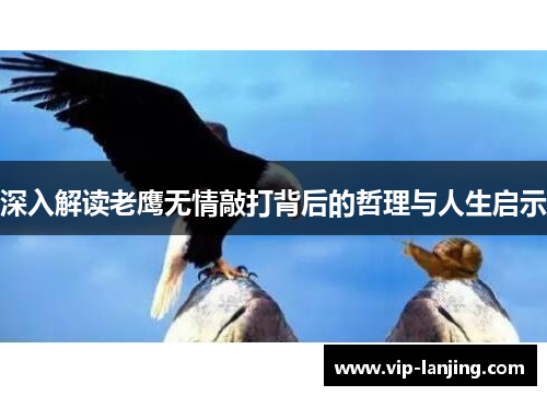 深入解读老鹰无情敲打背后的哲理与人生启示
